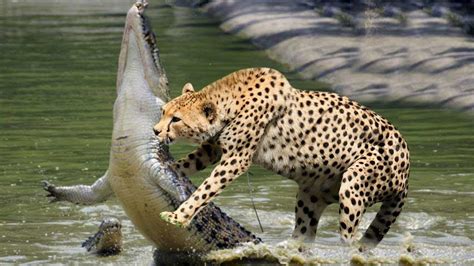 Leopard Vs Cheetah Fight