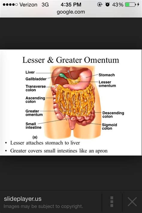Omentum minus) is the double layer of peritoneum that extends from the liver to the lesser curvature of the stomach (hepatogastric ligament) and the first part of the duodenum (hepatoduodenal ligament). 100 best Anatomy images on Pinterest