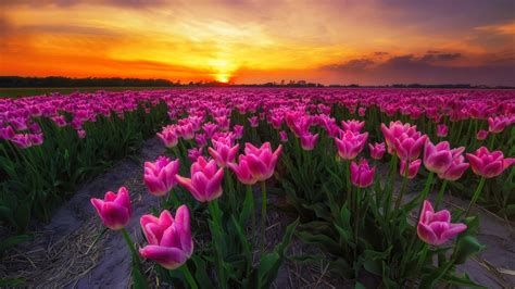 Tulip Field At Sunset Hd Wallpaper Background Image