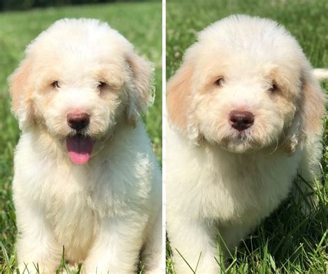 Our First All White Newfypoo Bernedoodle Puppy Goldendoodle