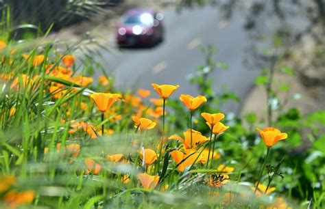 Superbloom Dazzling Wildflowers Blanket California