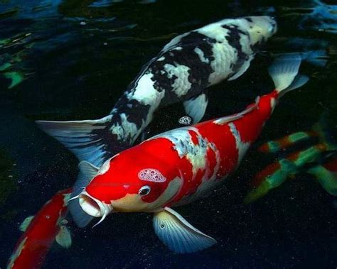 Mereka dapat bernapas dalam air karena mereka mempunyai insang. Gambar Ikan: Koi