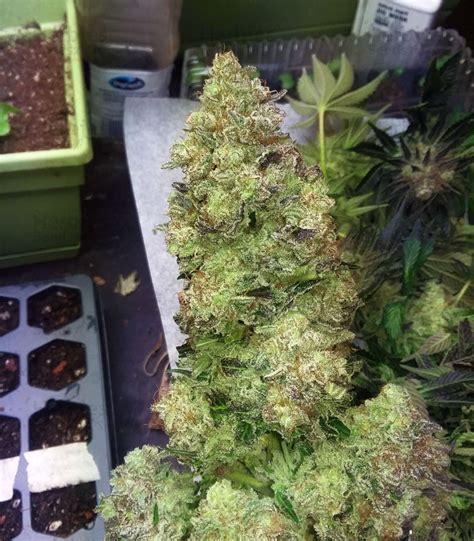 Purple Kush Feminized Seeds For Sale Information And Reviews Herbies