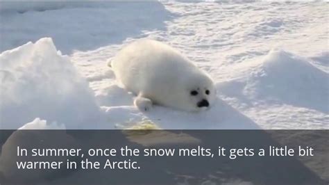 Facts About The Arctic Climate For Kids Youtube