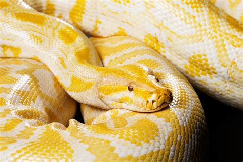 Are Albino Burmese Pythons Dangerous How Big Do They Get And How Long