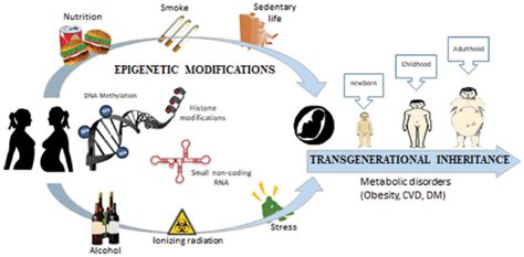 Epigenetic Modifications Induced By Nutrition Hyperglycemia Smoking