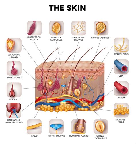 Anatomy Of The Skin Worksheet Printable And Enjoyable Learning