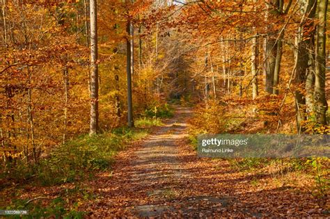 Forest Path In Autumn Spessart Bavaria Germany High Res Stock Photo