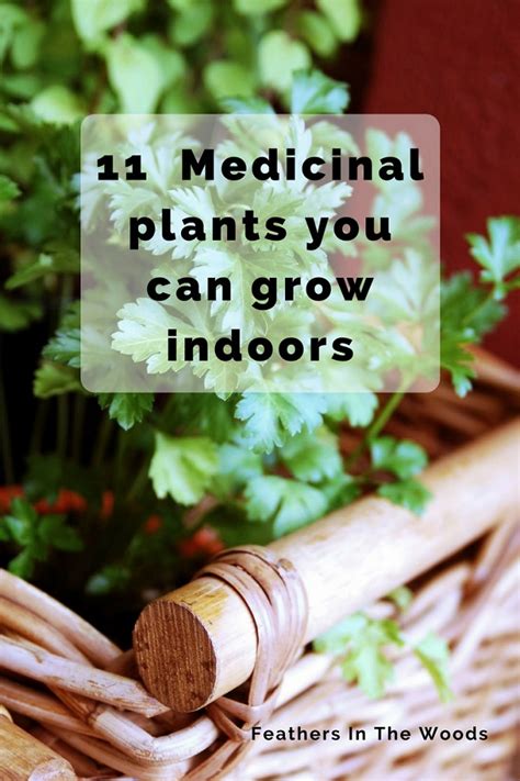 11 Medicinal Plants That Grow Well Indoors Feathers In The Woods