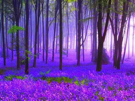 Pin By Helen Hirst On Violet Flame Purple Forest Beautiful Nature