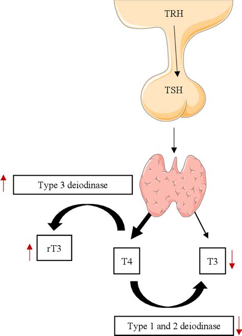 Figure 1 From The Impact Of Thyroid Hormone Dysfunction On Ischemic