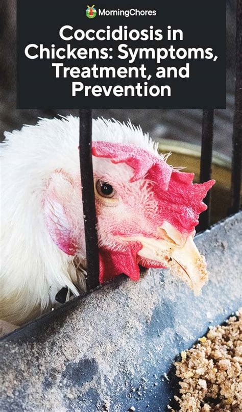 Coccidiosis In Chickens Symptoms Treatment And Prevention