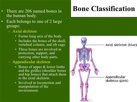 Bone Tissue To Skeletal System Ppt