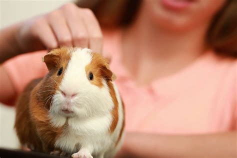 Do Guinea Pigs Like To Be Held And Petted Yes Heres Why