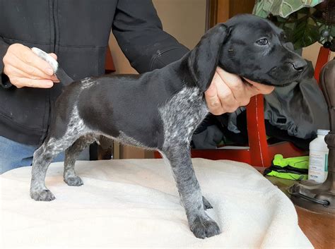 Black And White German Shorthaired Pointer For Sale
