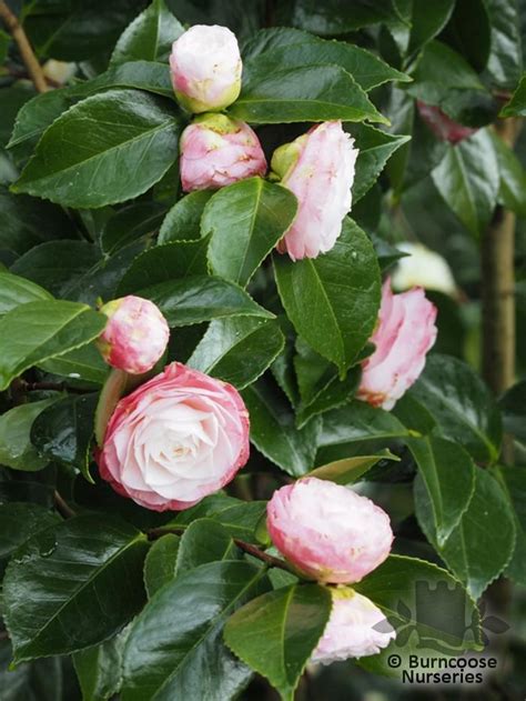 Camellia Desire From Burncoose Nurseries
