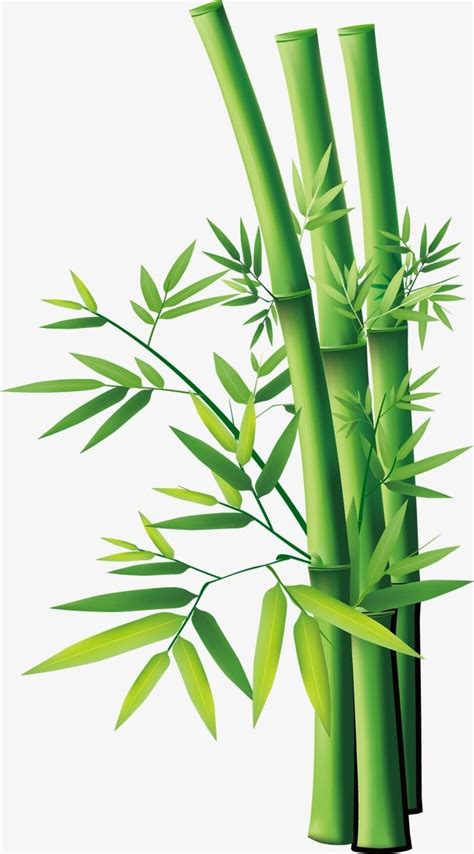 Bamboo Cartoon White Transparent Cartoon Bamboo Bamboo Clipart Cute