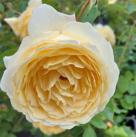 Rose Named After An Ethnic Minority Briton The Harkness Rose Company