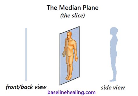 Median Plane Baseline For Alignment And Balance