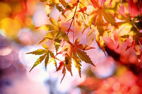 Free Stock Photo Of Autumn Autumn Colours Autumn Leaves