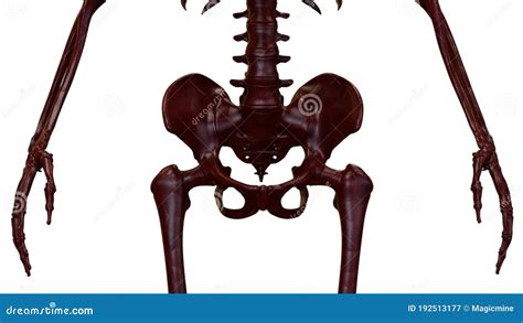 Human Skeleton System Pelvis Bone Joints Anatomy Stock Illustration