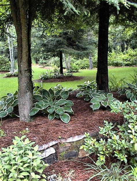 Where the grass won't grow. Planting Under Pine Trees Garden Design Discussion Best Of Gardening Under Pine Trees | Pine ...