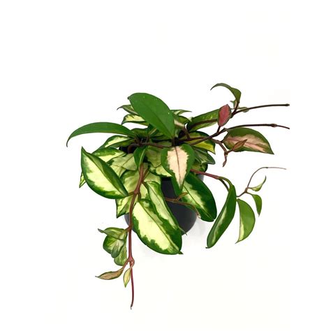 Hoya july 22nd, 2020 1 minute read. Hoya Krimson Princess - Las Selvas