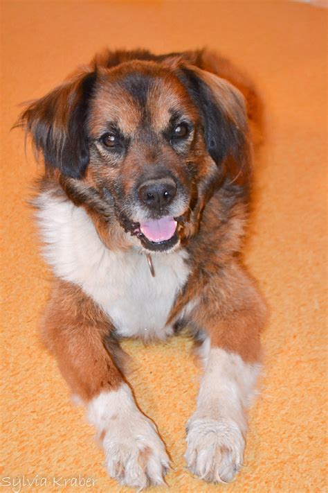 Zu absolvieren, bietet viele freiheiten und möglichkeiten. Hunde suchen ein Zuhause - Leibnitz