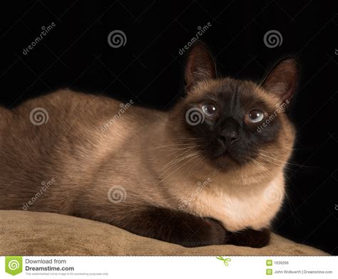 Cross Eyed Siamese Cat Royalty Free Stock Image Image