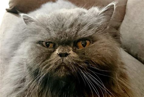 150 Grumpy Cat Names The Ultimate List Petpress Grumpy Cat