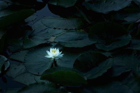 Lily Pad Wallpaper ·① WallpaperTag