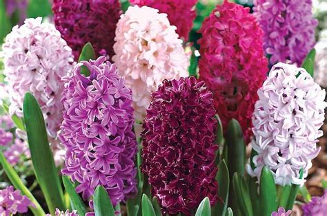 Top 10 Spring Flowering Bulbs Thompson And Morgan In 2020 Purple