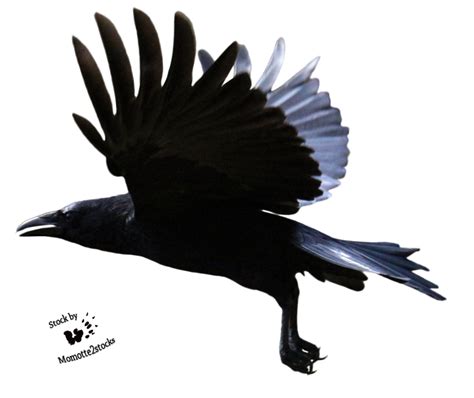 Common Raven Clip Art Raven Flying Png Clipart Png Download 975820