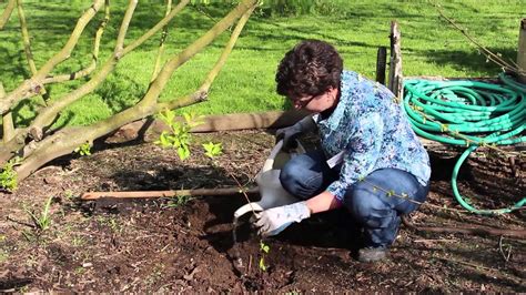 Maybe you would like to learn more about one of these? Bare Root Planting Instructions - YouTube