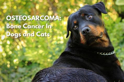 Bone Pain Osteosarcoma Dogs No Bones About Itosteosarcoma Is A Bad