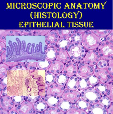 What Is Epithelial Tissue Histology Anjani Mishra
