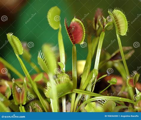 Carnivorus Plant Dionaea Muscipula Stock Photo Image Of Botany Muscipula