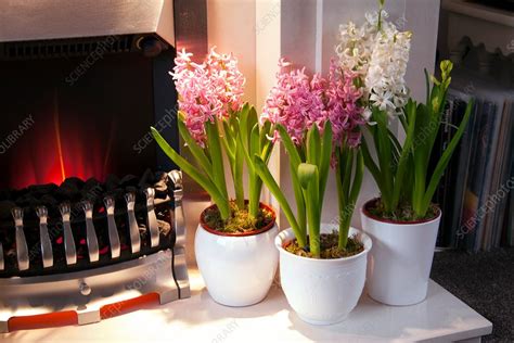 Potted Hyacinths Stock Image C0299250 Science Photo Library