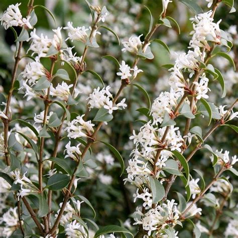 Buy Osmanthus Osmanthus × Burkwoodii £7999 Delivery By Crocus Hedging
