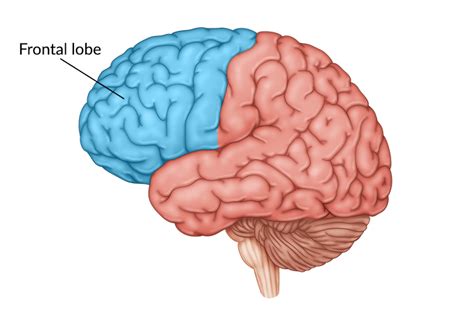 Frontal Lobe Damage Symptoms Treatment And Recovery