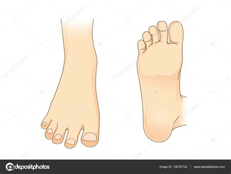 Side View Foot Foot Vector In Side View And Bottom Of Foot — Stock