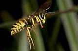 Common Wasp Pictures