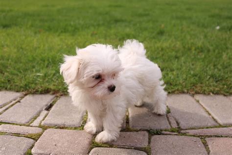 Maltese X Bichon White Male Puppy For Sale October 26th