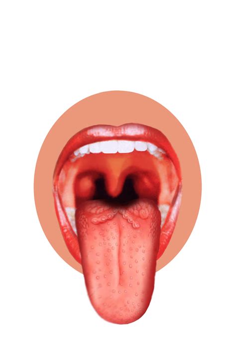 Human Tongue Png Image Purepng Free Transparent Cc0 Png Image Library
