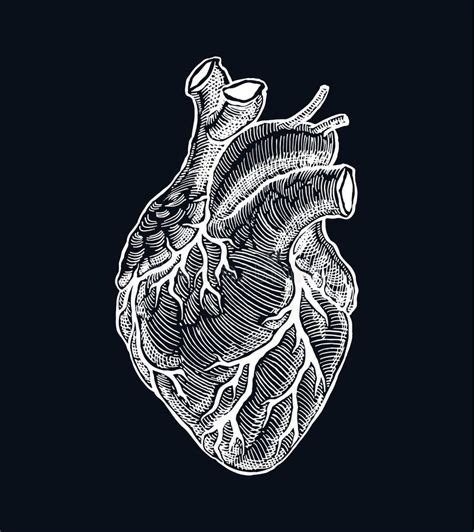 Corazón Humano De La Anatomía Ejemplo Negro Del Grabado Del Vintage Del