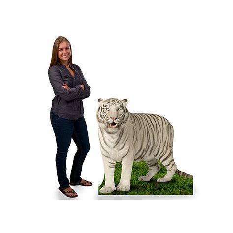 Buy 3 Ft 10 In Jungle Safari White Tiger Cardboard Cutout Standee