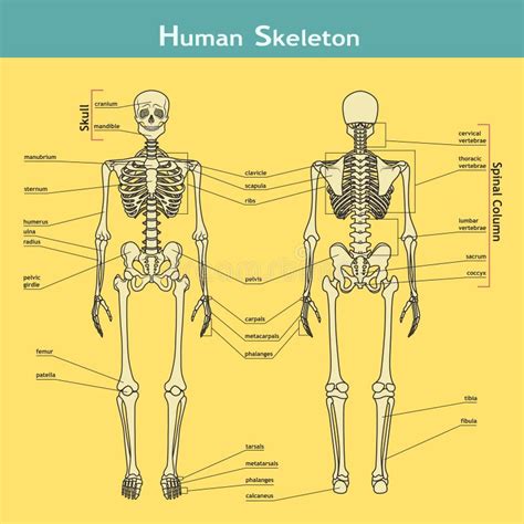 Esqueleto Humano Visión Delantera Y Trasera Con Explicaciones