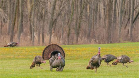 Wisconsin Dnr Looking To Lease Private Land For Turkey Hunting