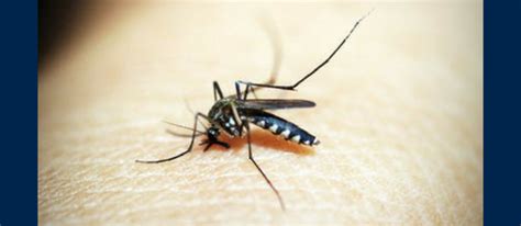 Concerns About The Zika Virus Amskier Insurance