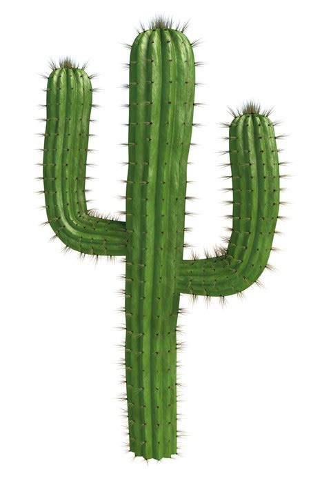 Cactus spines will often break when you try to remove them, leaving pieces lodged under the skin. Sticker Cactus • Pixers® - Nous vivons pour changer